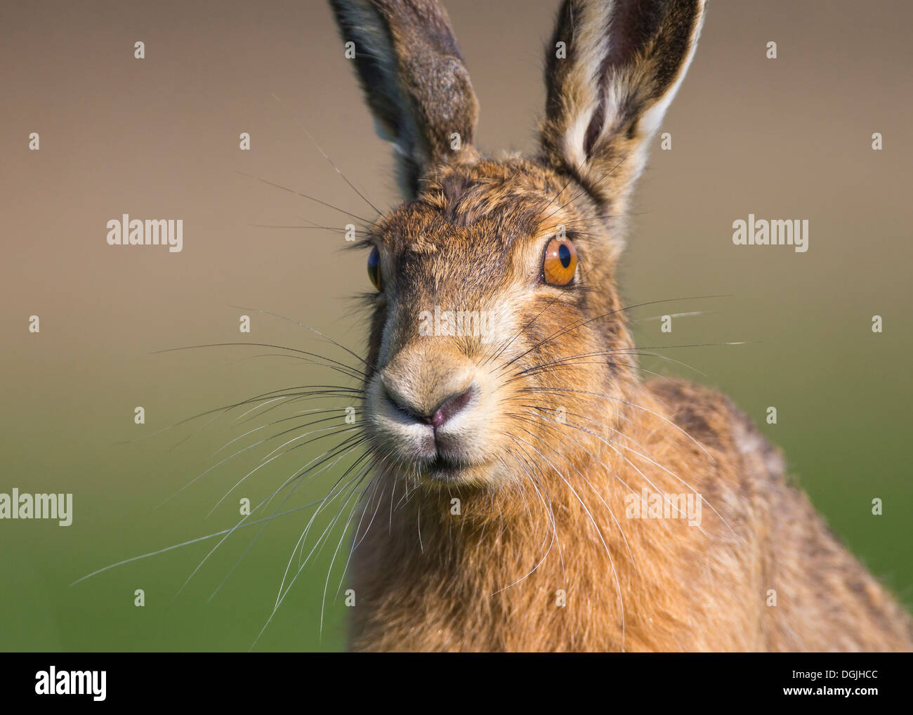 Unione Brown lepre (Lepus europaeus) singolo adulto, close-up di testa in prima serata luce, molla, Yorkshire Dales, REGNO UNITO Foto Stock