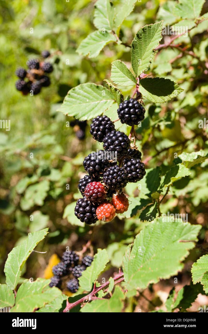 More (Rubus fruticosus), il Parco nazionale di Cevennes, Francia, Europa Foto Stock