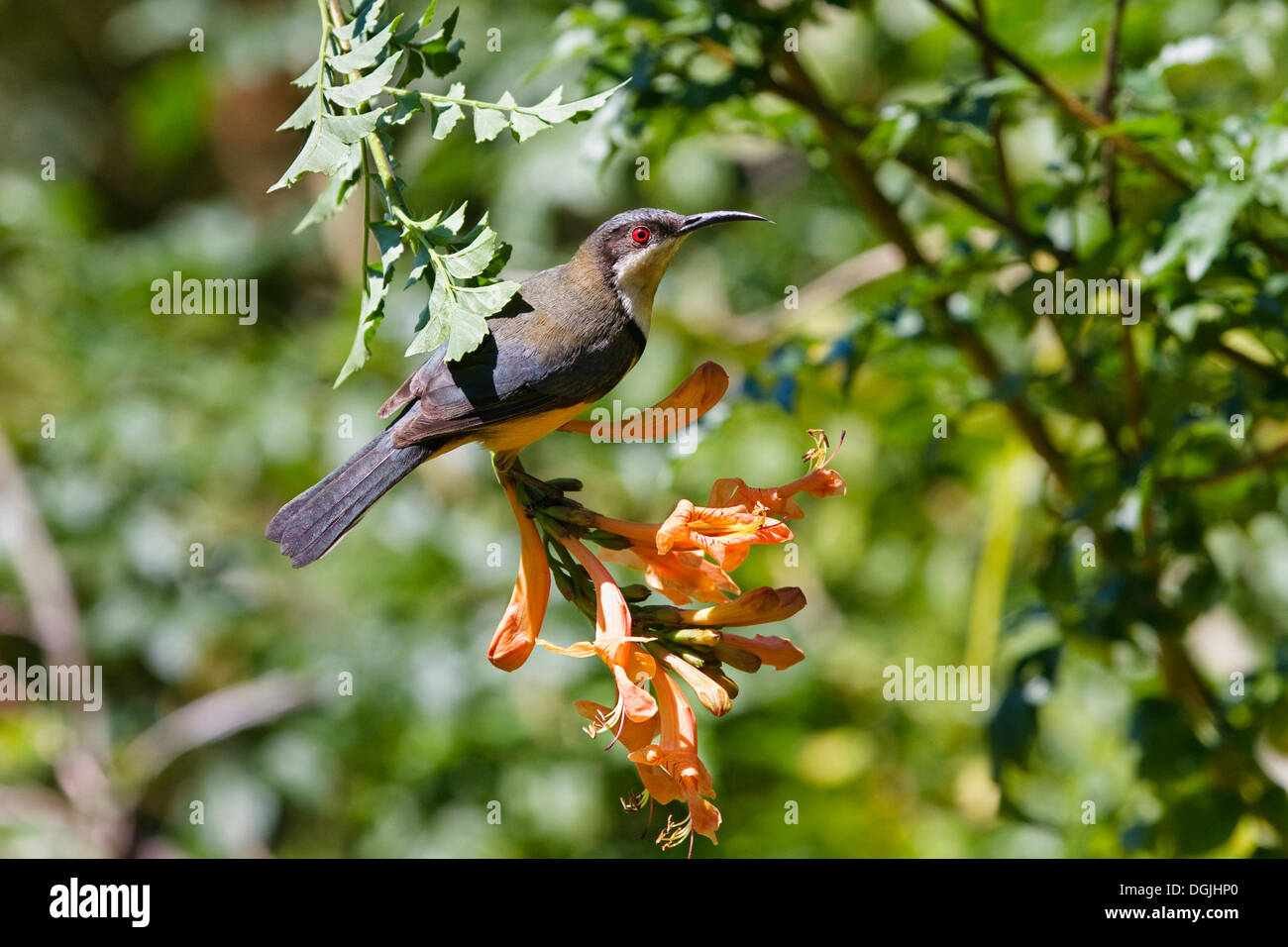 Eastern Spinebill (Acanthorhynchus tenuirostris cairnsensis) sul fiore tubolare, foresta pluviale, altopiano di Atherton Foto Stock