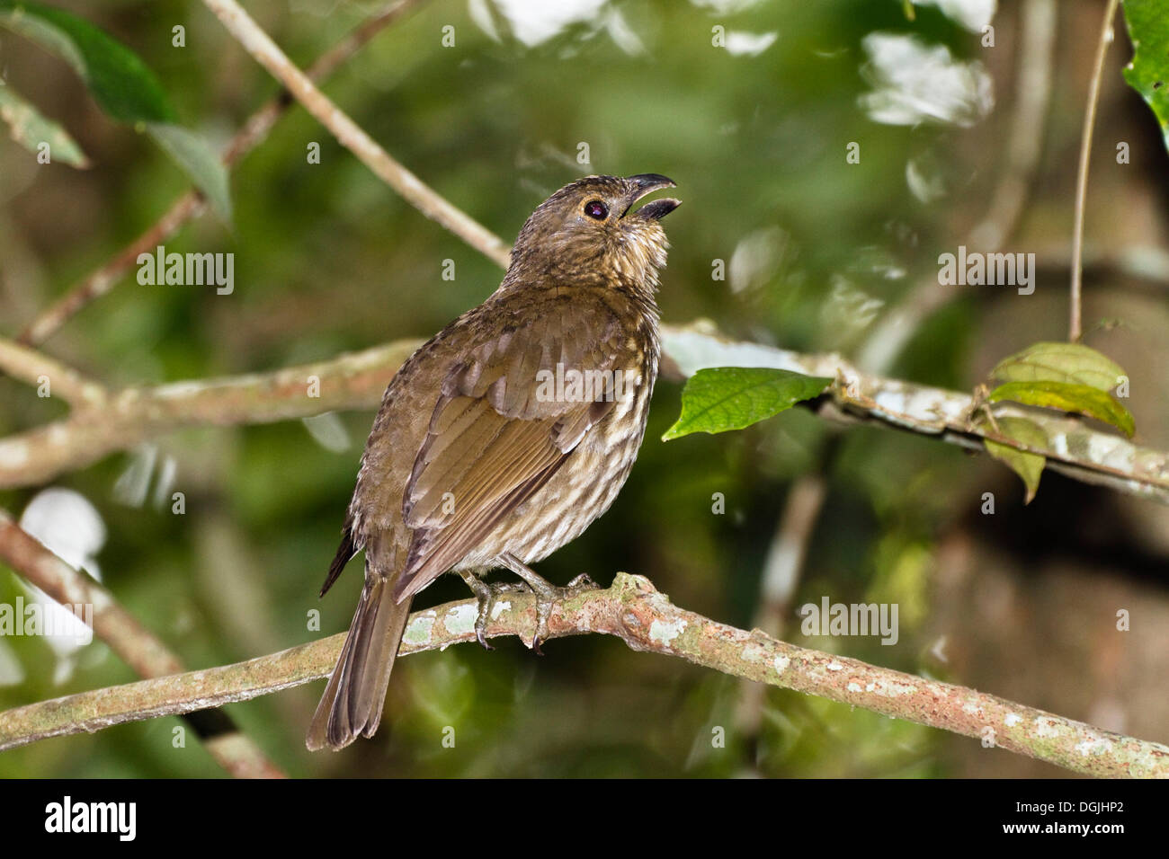 Dente-fatturati Bowerbird (Scenopoeetes dentirostris), cantando, foresta pluviale, altopiano di Atherton, Queensland, Australia Foto Stock