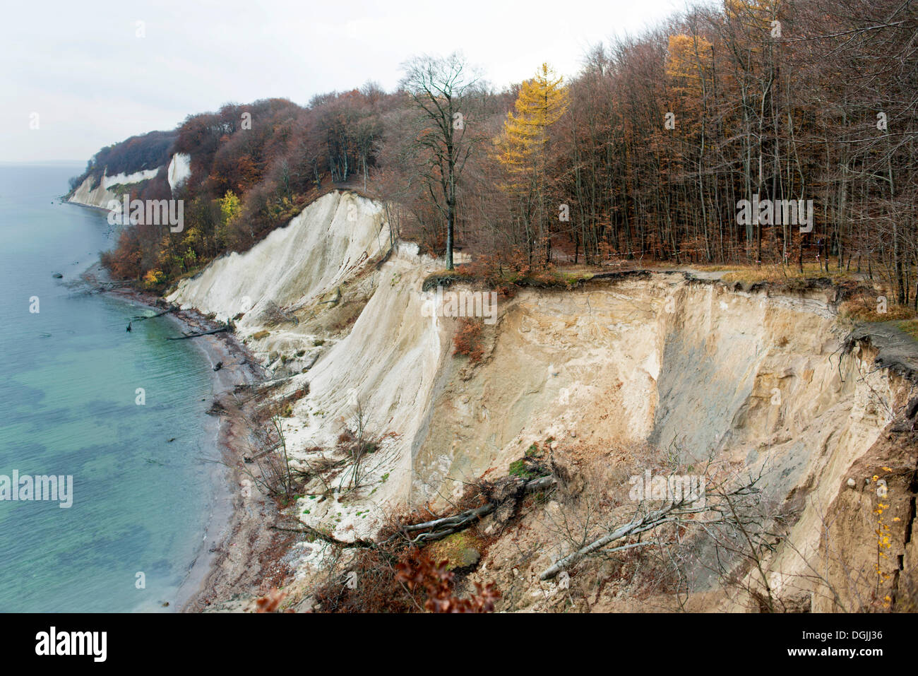 Chalk scogliere con faggi in autunno, Stubbenkammer, Insel Rügen, Sassnitz, Rügen, Meclemburgo-Pomerania, Germania Foto Stock