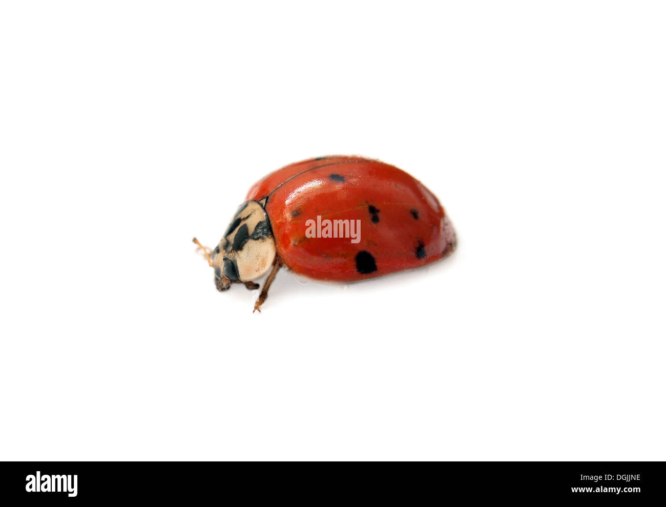 Sette punti coccinella isolati su sfondo bianco Foto Stock