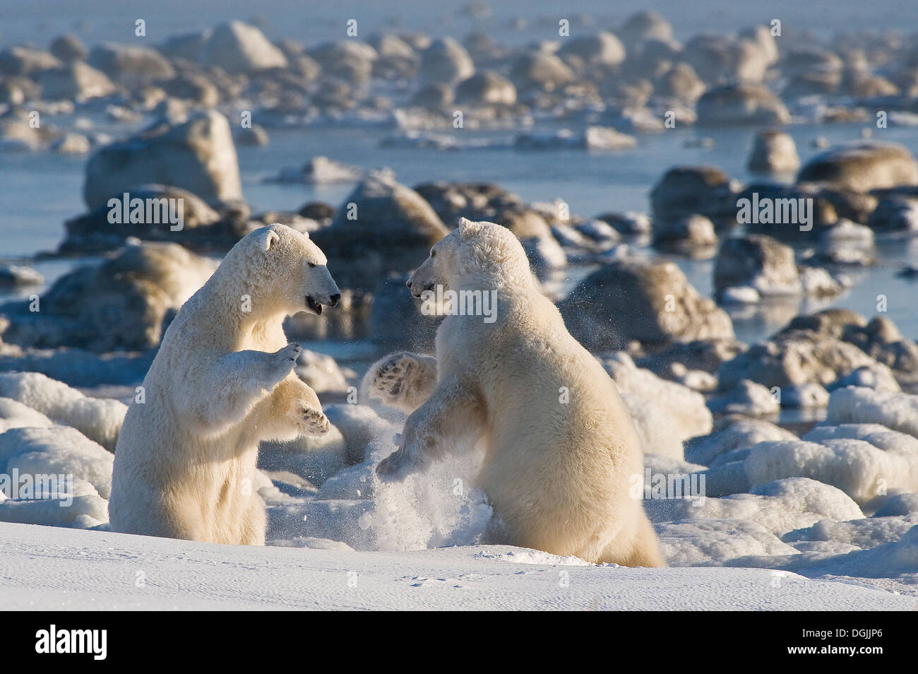 Orso polare (Orsa maritimus) su sub-artica della Baia di Hudson di ghiaccio e neve, Churchill, MB, Canada Foto Stock