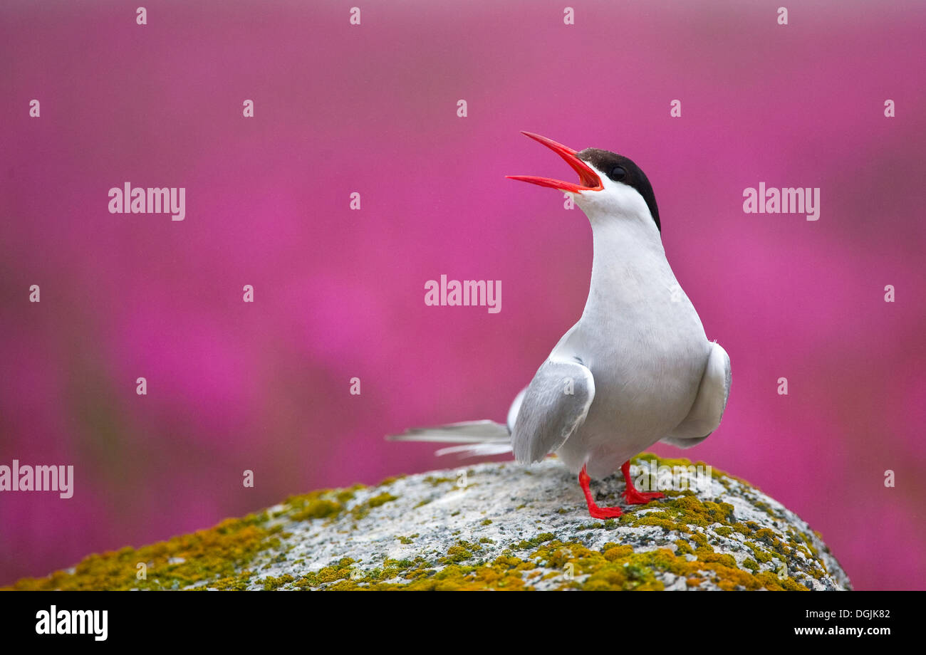 Arctic Tern (sterna paradisaea), Canada Foto Stock