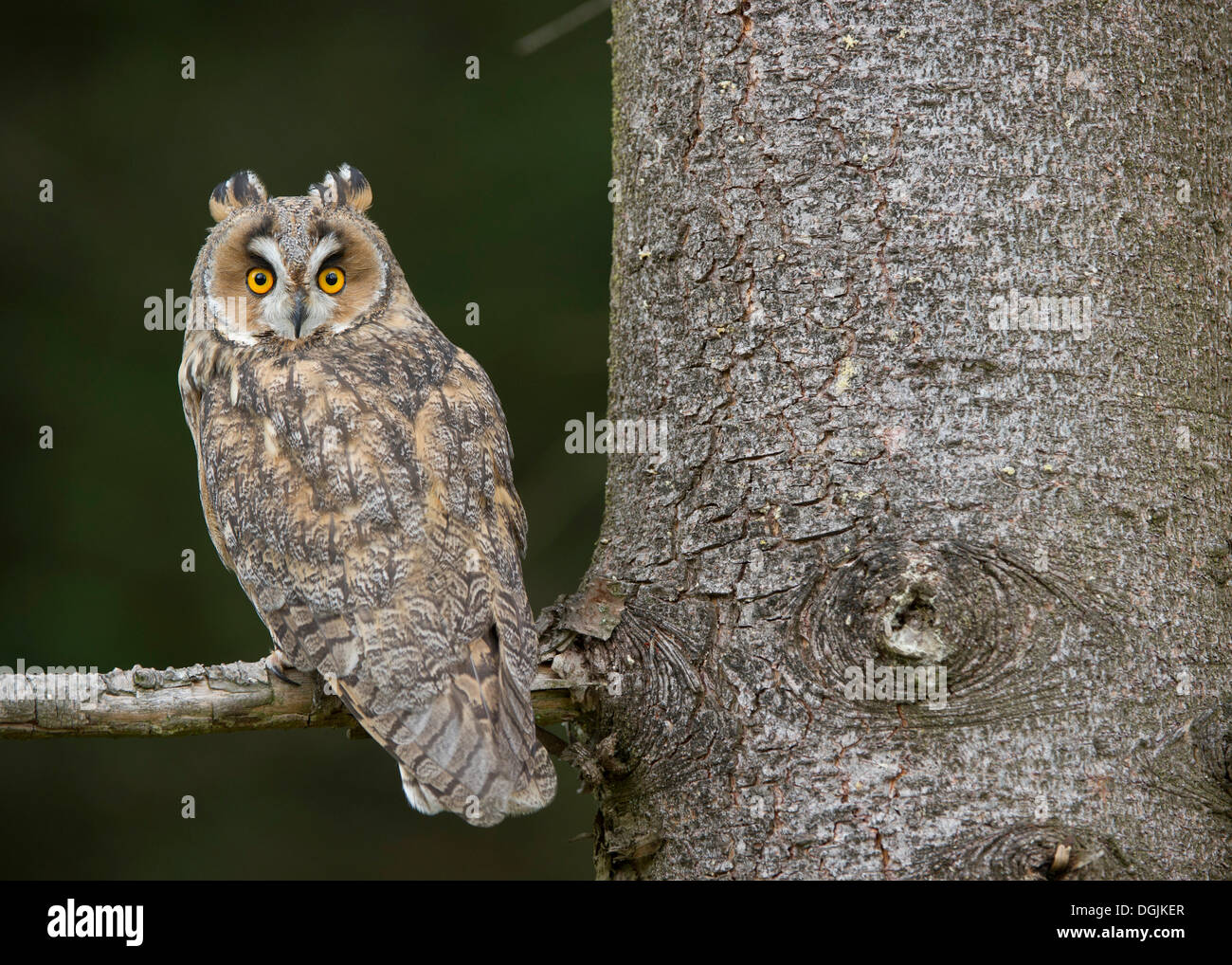 Gufo comune (Asio otus), Wittlich, Renania-Palatinato, NON ESCLUSIVO UTILIZZO PER IL CALENDARIO 2015, Territorio: NORD AMERICA Foto Stock