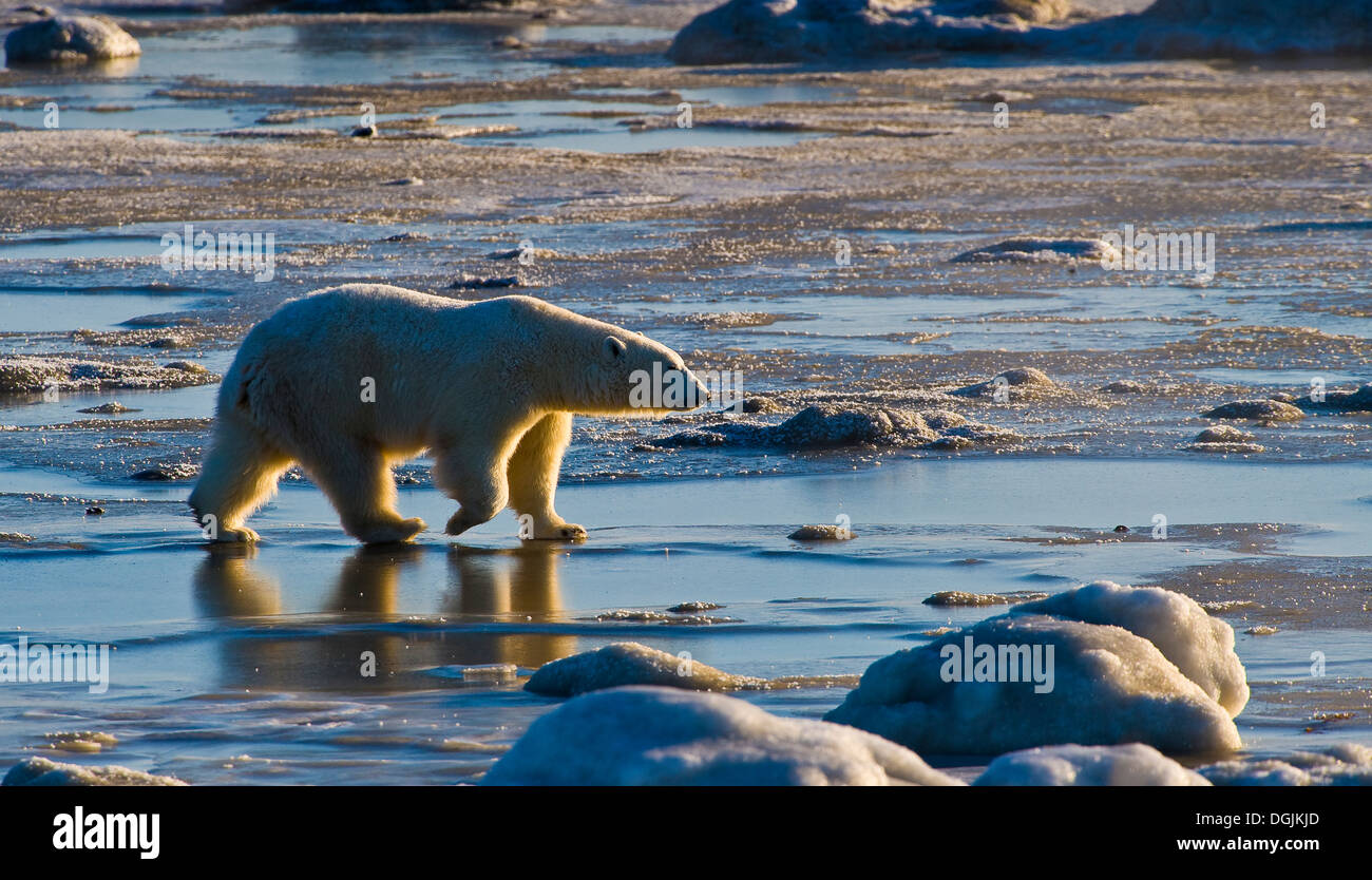 Orso polare (Orsa maritimus) su sub-artica della Baia di Hudson di ghiaccio e neve, Churchill, MB, Canada Foto Stock