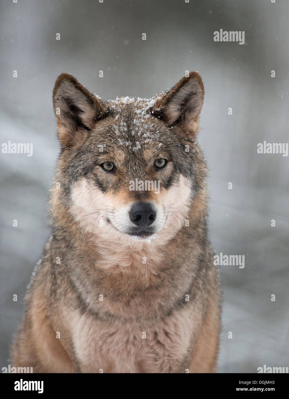 Lupo (Canis lupus) nella neve, Gondorf, Renania-Palatinato, Germania Foto Stock