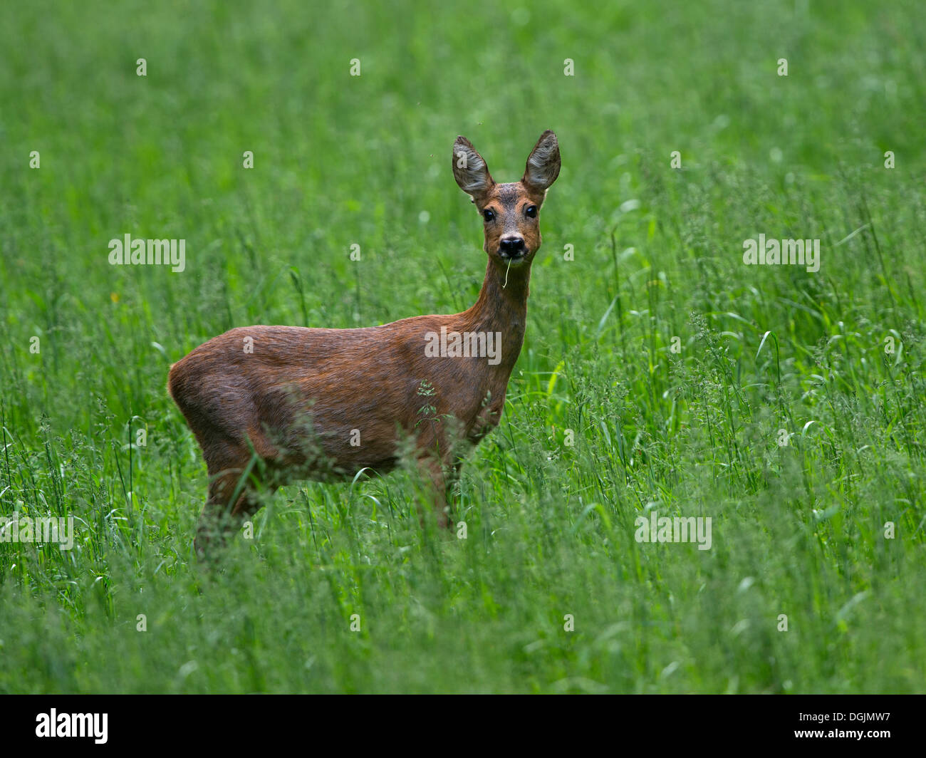 Il capriolo (Capreolus capreolus) su un prato, Bitburg, Renania-Palatinato, Germania Foto Stock