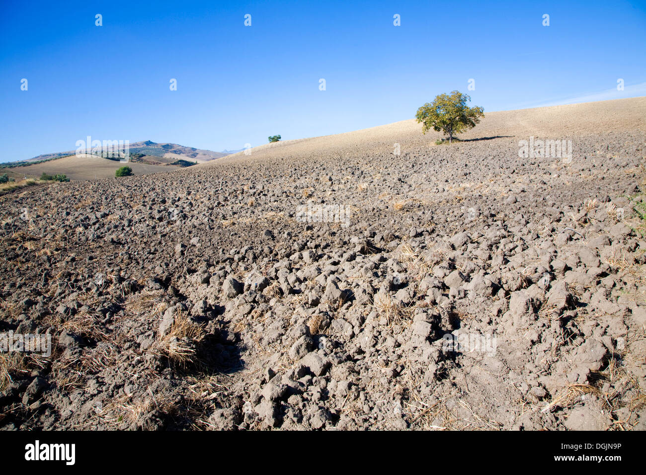 Unico albero in piedi nel campo in pendenza del terreno arato con profondo cielo blu Andalusia Spagna Foto Stock