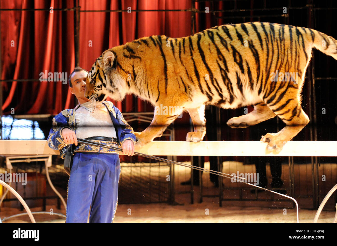 Tigre del Bengala, animale tamer Christian Walliser, Circus Crocofan, Wolfratshausen, Alta Baviera, Baviera Foto Stock