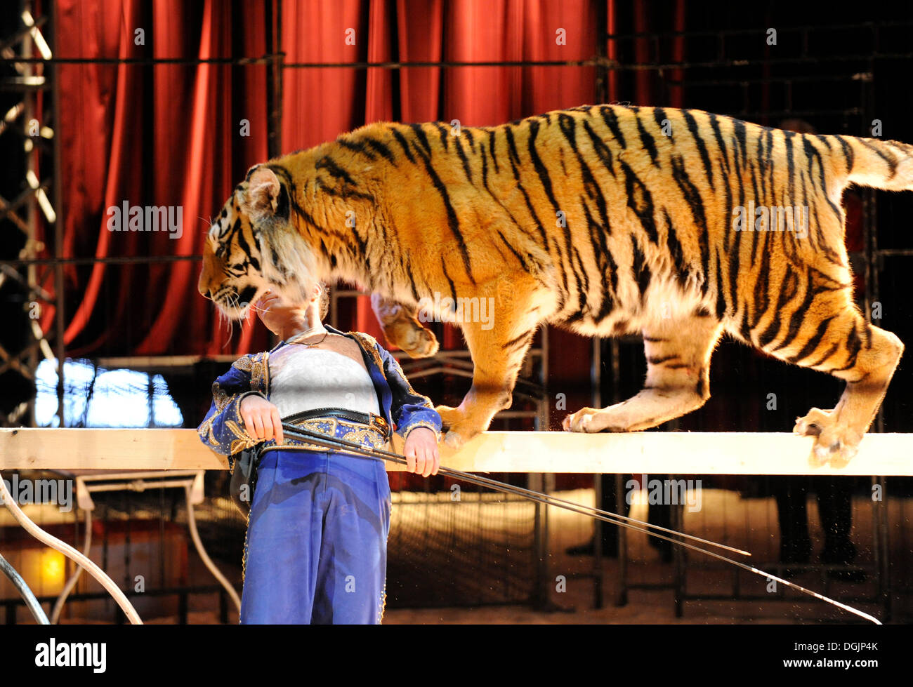 Tigre del Bengala, animale tamer Christian Walliser, Circus Crocofan, Wolfratshausen, Alta Baviera, Baviera Foto Stock
