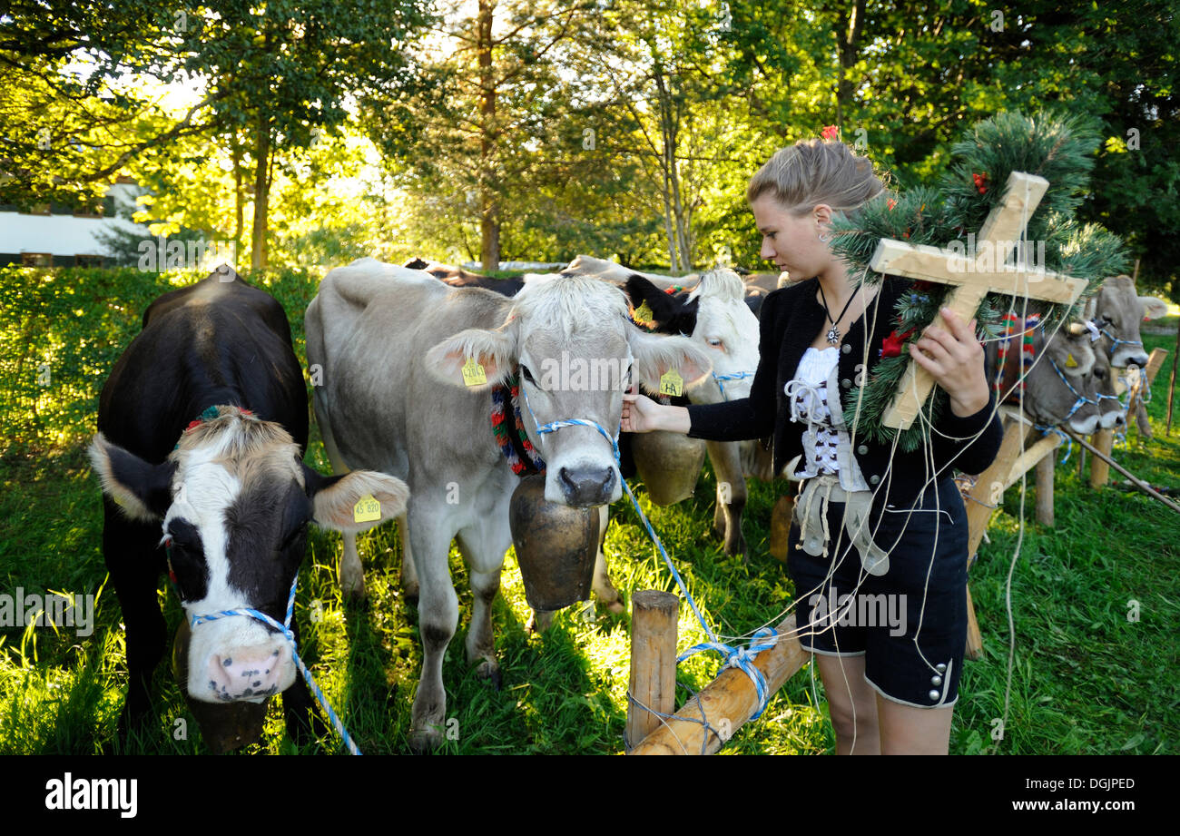 Decorare il portare gli animali per il ritorno del bestiame dall'alto alpeggi, in Pfronten, Ostallgaeu district Foto Stock