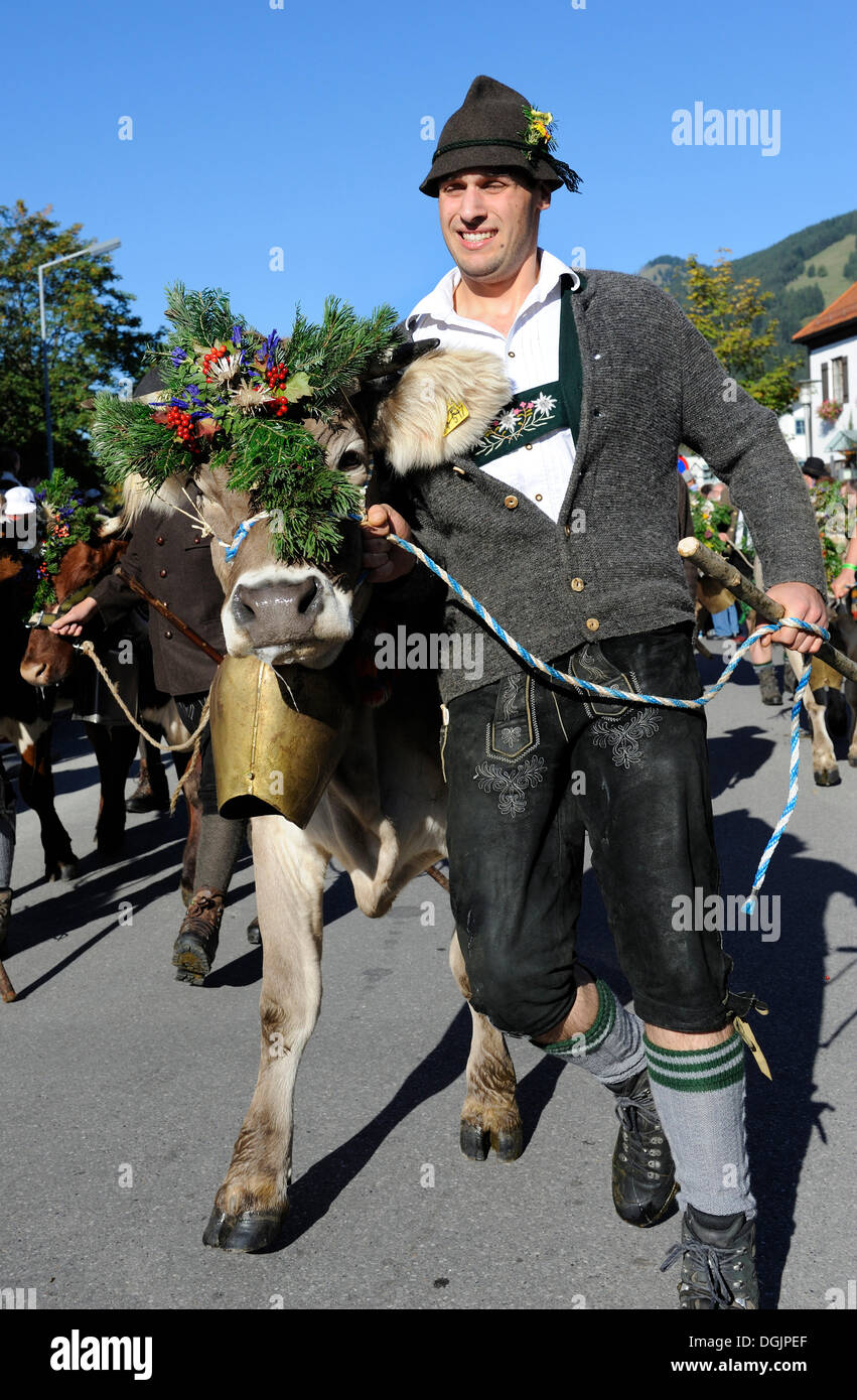 Almabtrieb, cattle drive, Viehscheid, ordinamento di capi di bestiame in Pfronten, Ostallgaeu, Allgaeu, Svevia, Bavaria Foto Stock