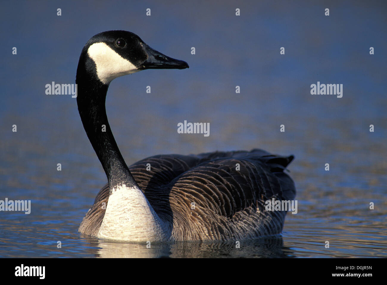 Canada Goose piscina per adulti a Fort Whyte natura Centro Winnipeg Manitoba Canada Foto Stock