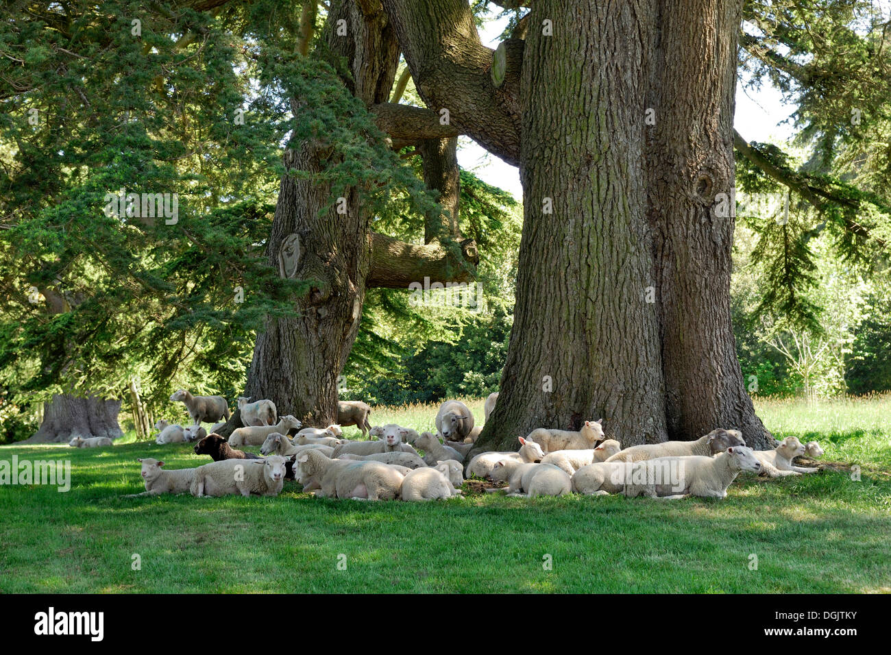 Pecore in appoggio sotto il vecchio cedri, Wimborne, Dorset, Inghilterra meridionale, England, Regno Unito, Europa Foto Stock