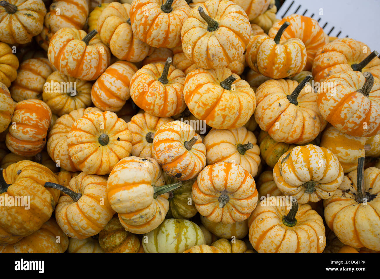 Gruppo di zucca freschi Foto Stock