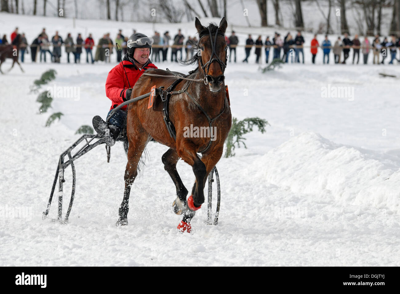 Traber visualizza la guida a slitta trainata dai cavalli in gara Parsberg, Alta Baviera, Baviera Foto Stock