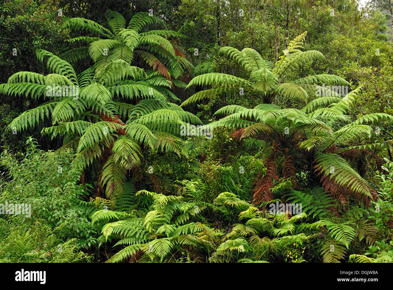 La foresta pluviale con felci arboree tra Haast e Jackson Bay, Isola del Sud, Nuova Zelanda Foto Stock