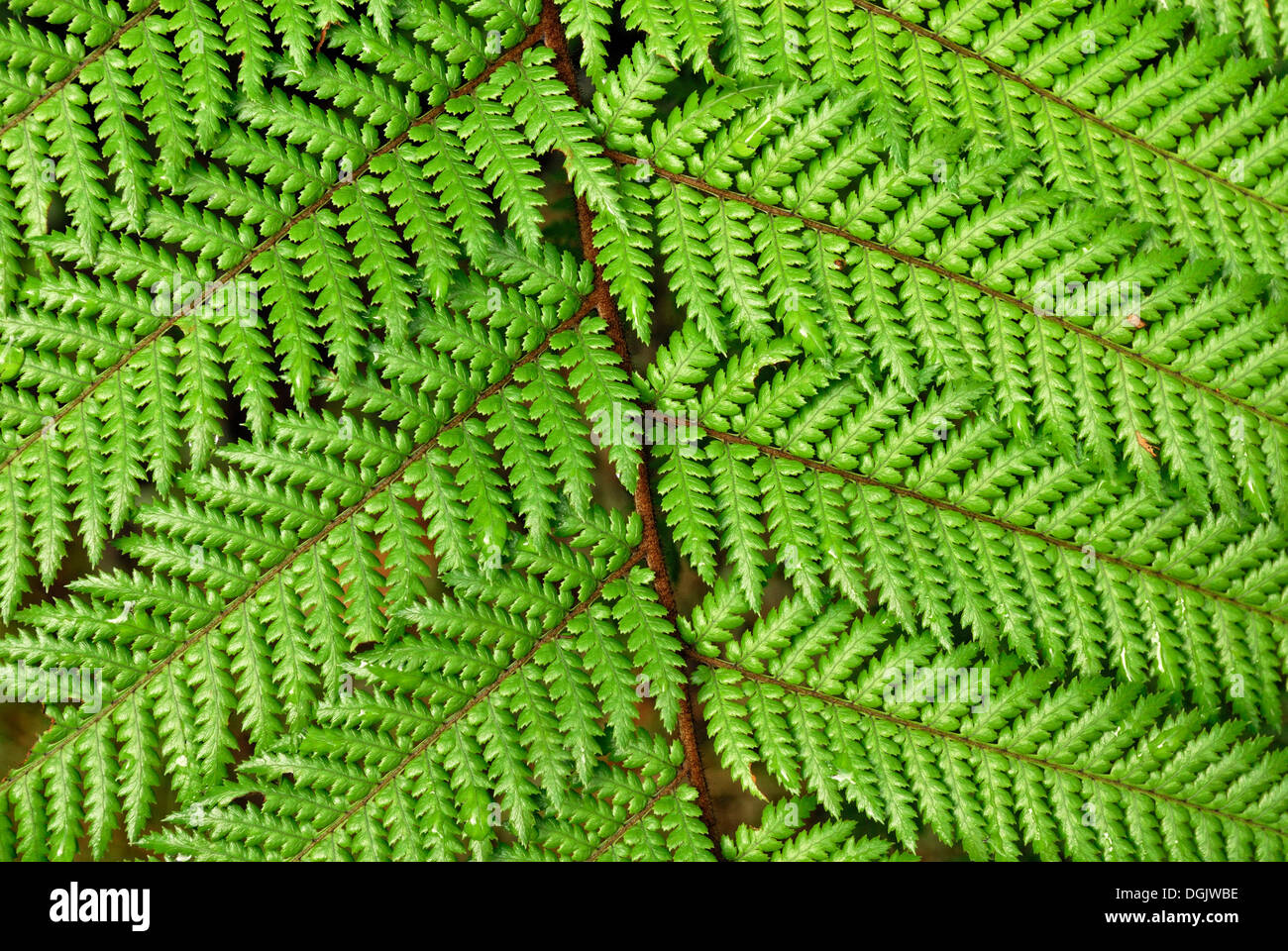 Protezione coccolone Fern (Polystichum vestitum), il lago Matheson, Fox Glacier Township, Isola del Sud, Nuova Zelanda Foto Stock