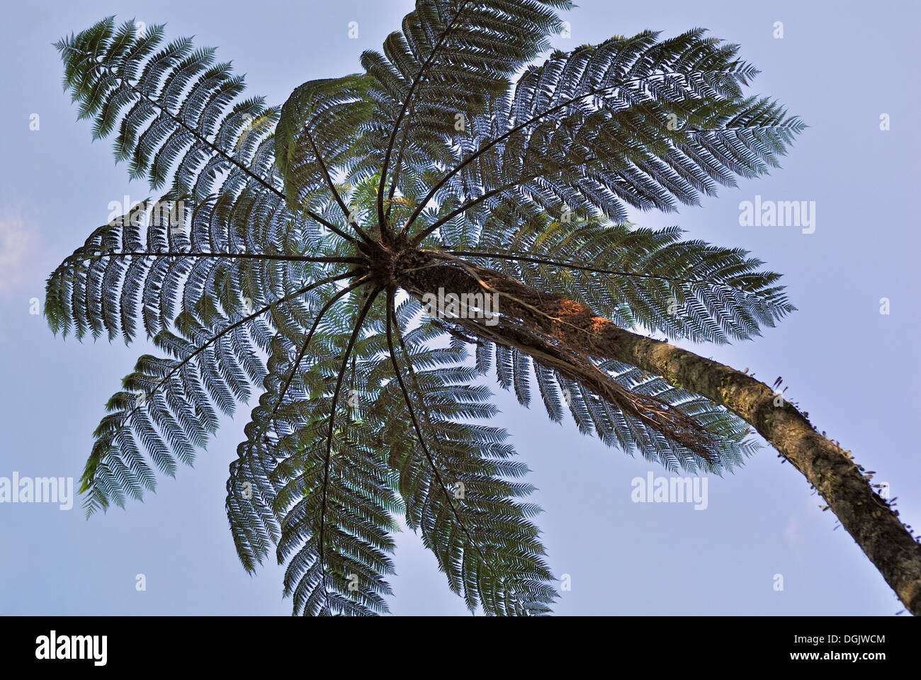 Tree fern, Pohara, Golden Bay, Isola del Sud, Nuova Zelanda Foto Stock