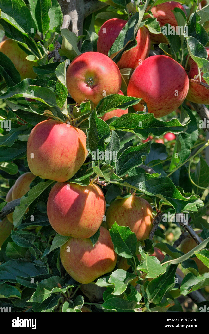 Il ramo con mele (malus), Idared varietà, apple orchard vicino a Motueka, Highway 60, Isola del Sud, Nuova Zelanda Foto Stock
