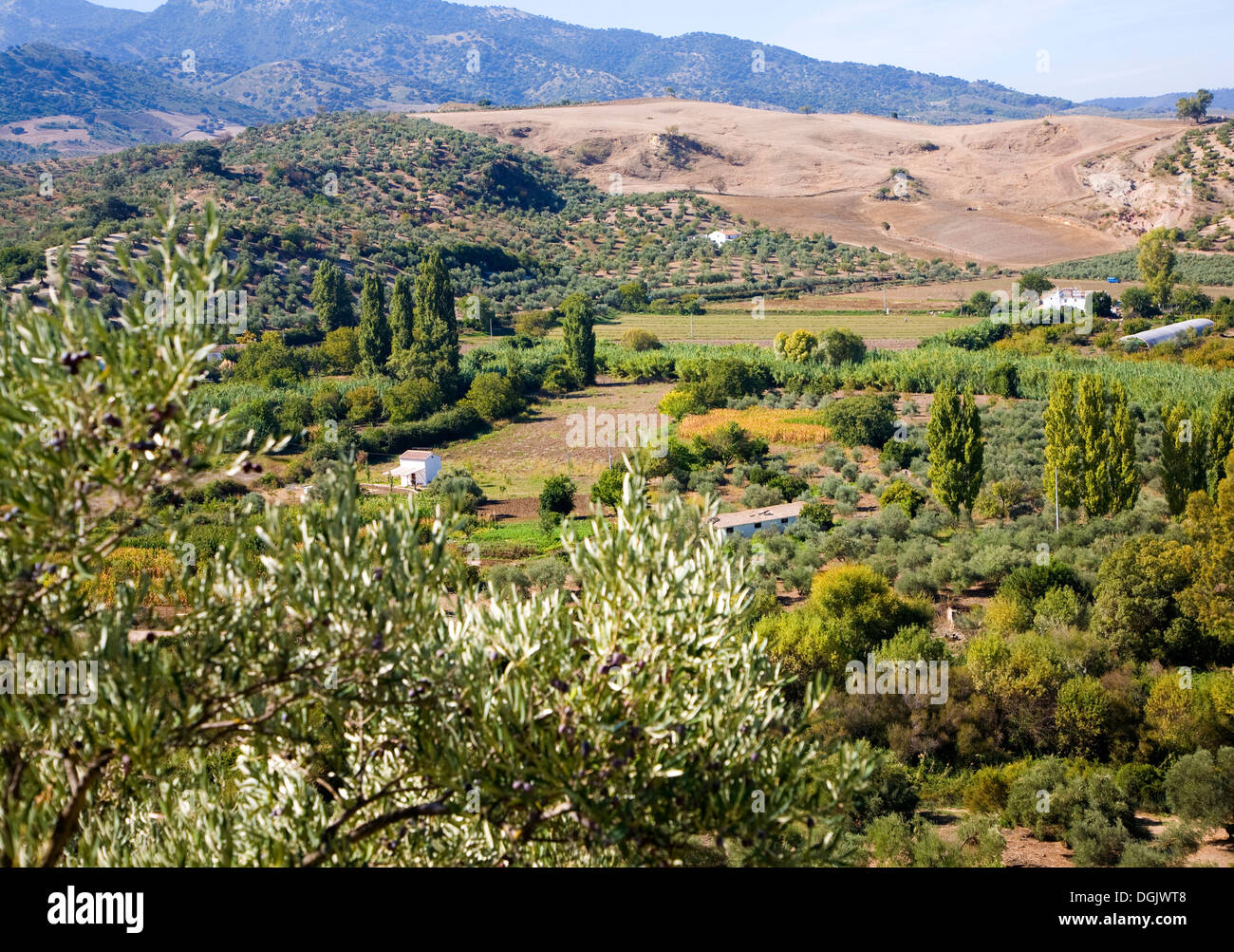 Valle fertile terra agricola vicino a Zahara de la Sierra, la provincia di Cadiz Cadice, Spagna Foto Stock