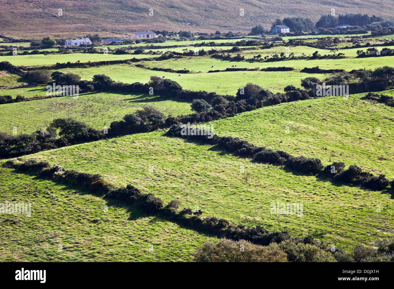Un mosaico di campi verdi sulla penisola di Dingle Co. Kerry Irlanda Foto Stock