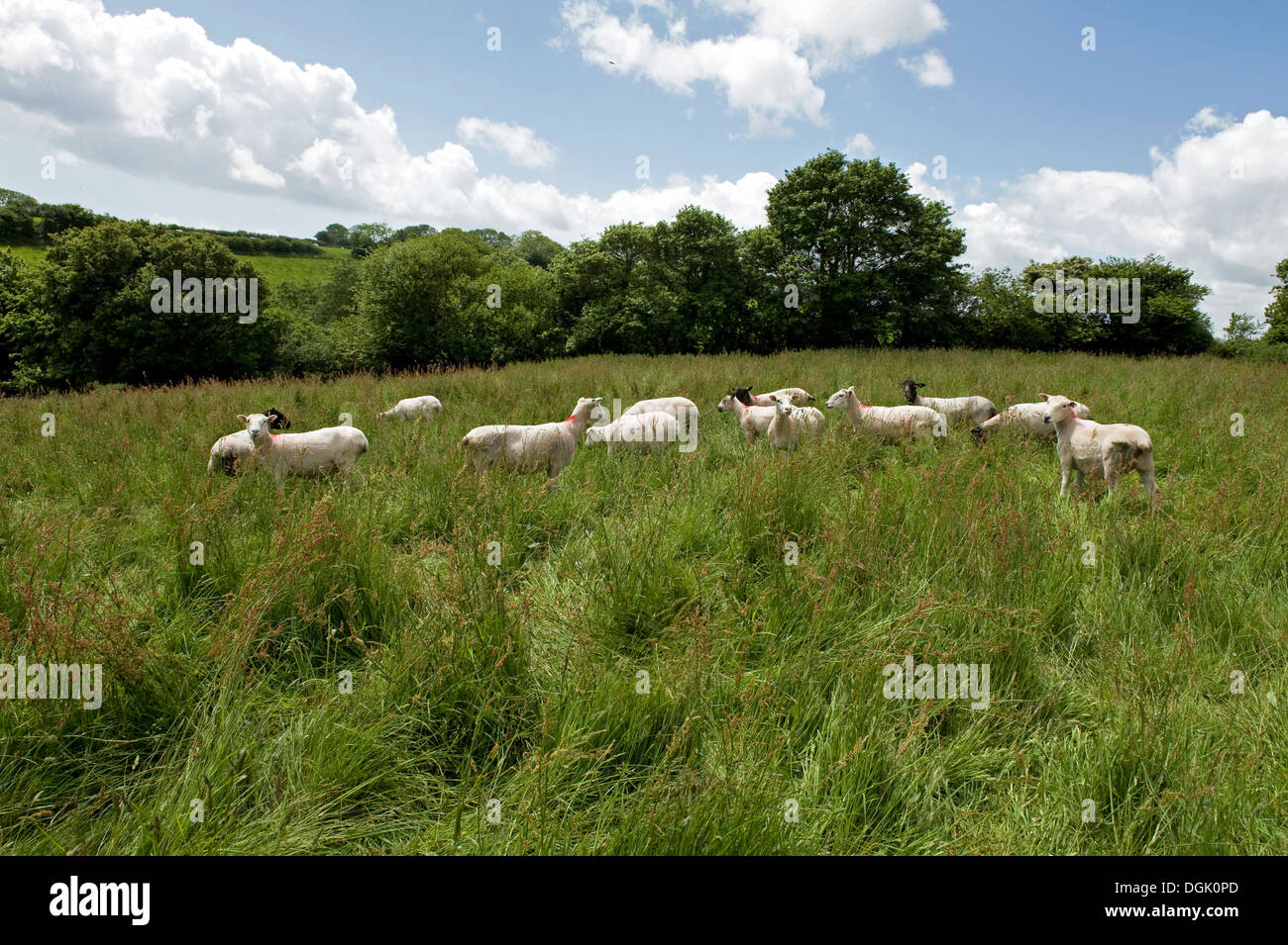 Un misto di gregge di pecore Pecore in un prato di erba lunga in una bella giornata estiva in Devon Foto Stock