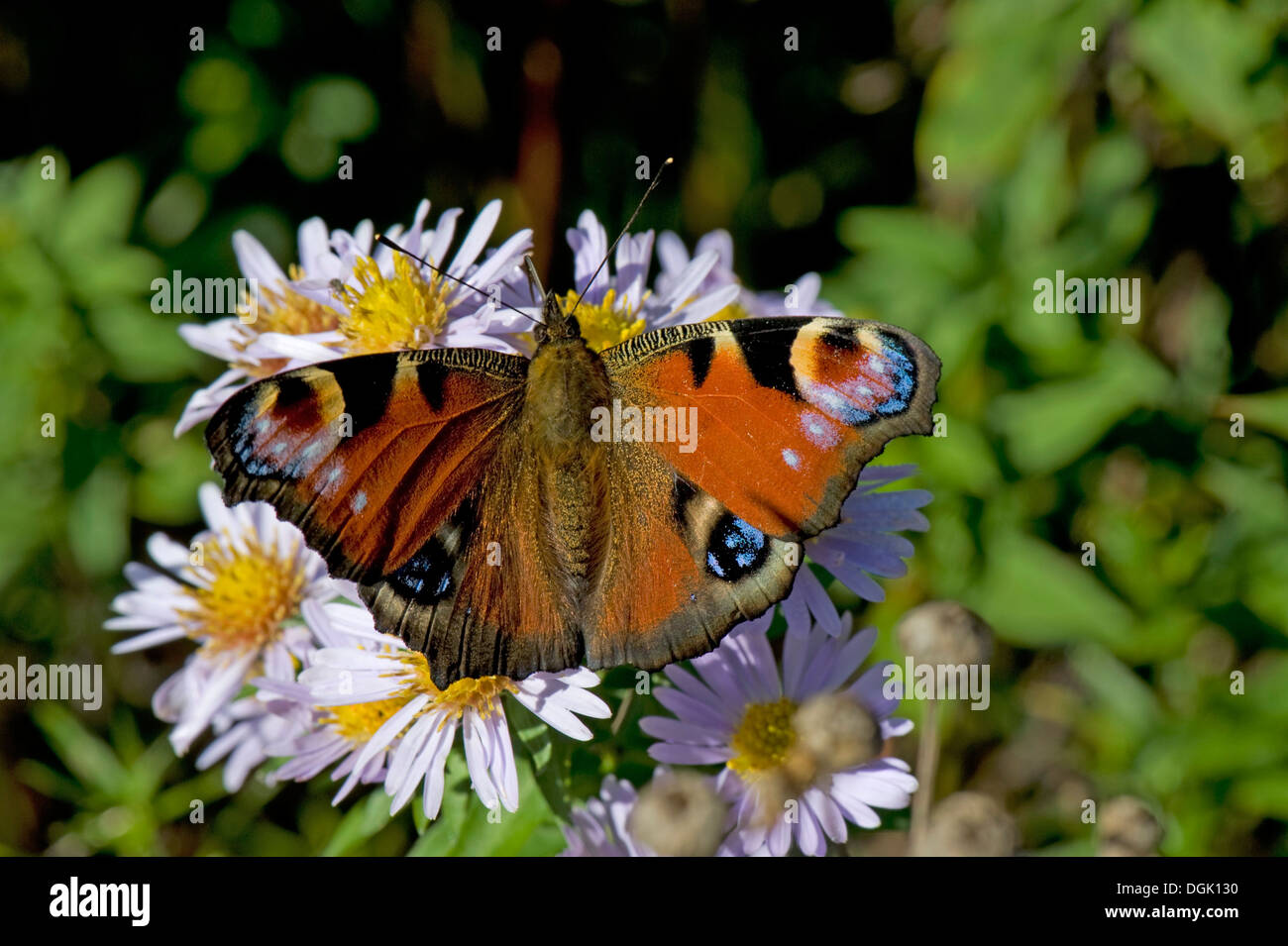 Farfalla Pavone, Aglais io, su un michaelmas daisy, Aster spp., fiore in autunno Foto Stock