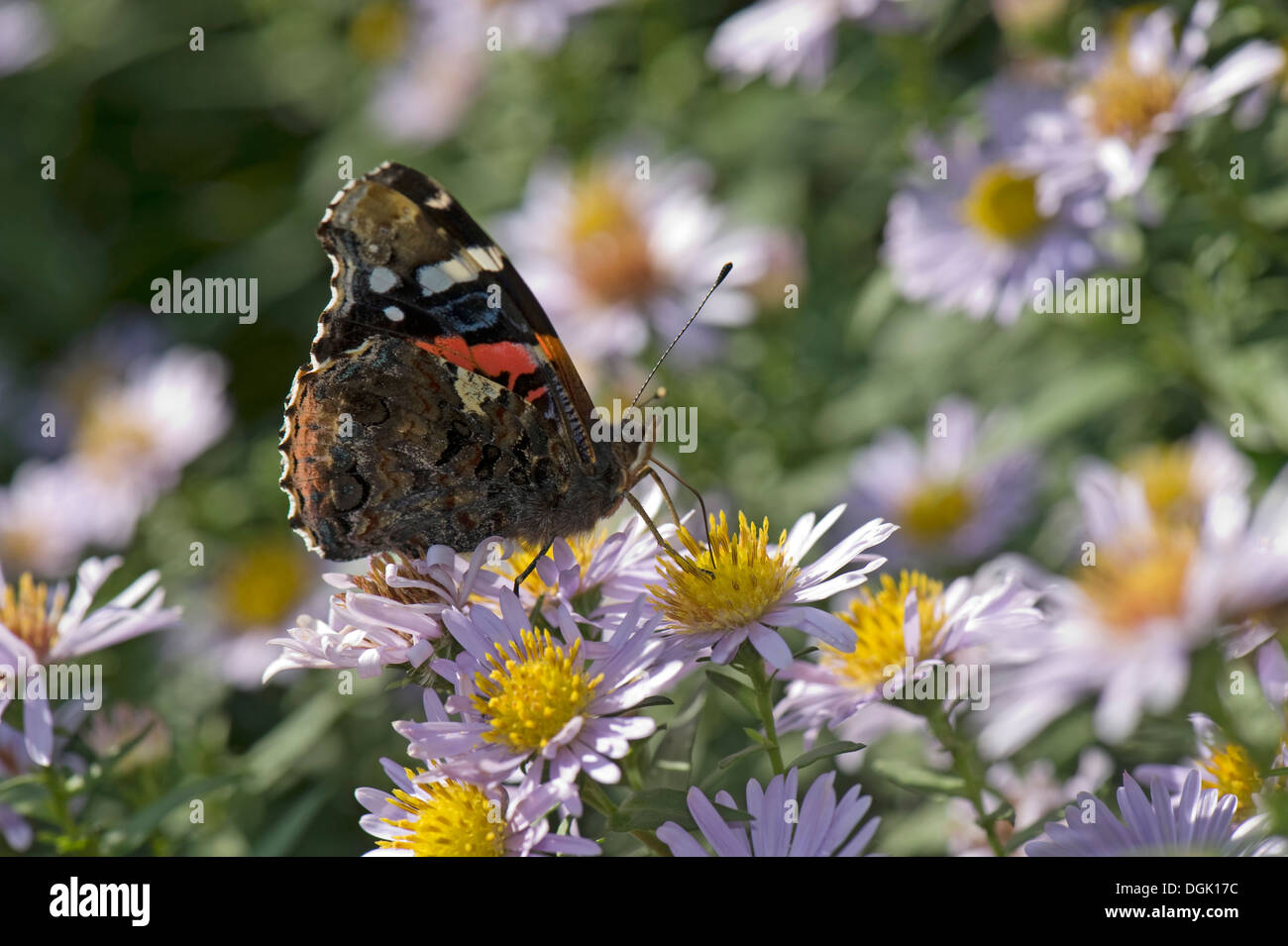 Red admiral butterfly, Vanessa Atalanta, su un michaelmas daisy, Aster spp., fiore in autunno Foto Stock