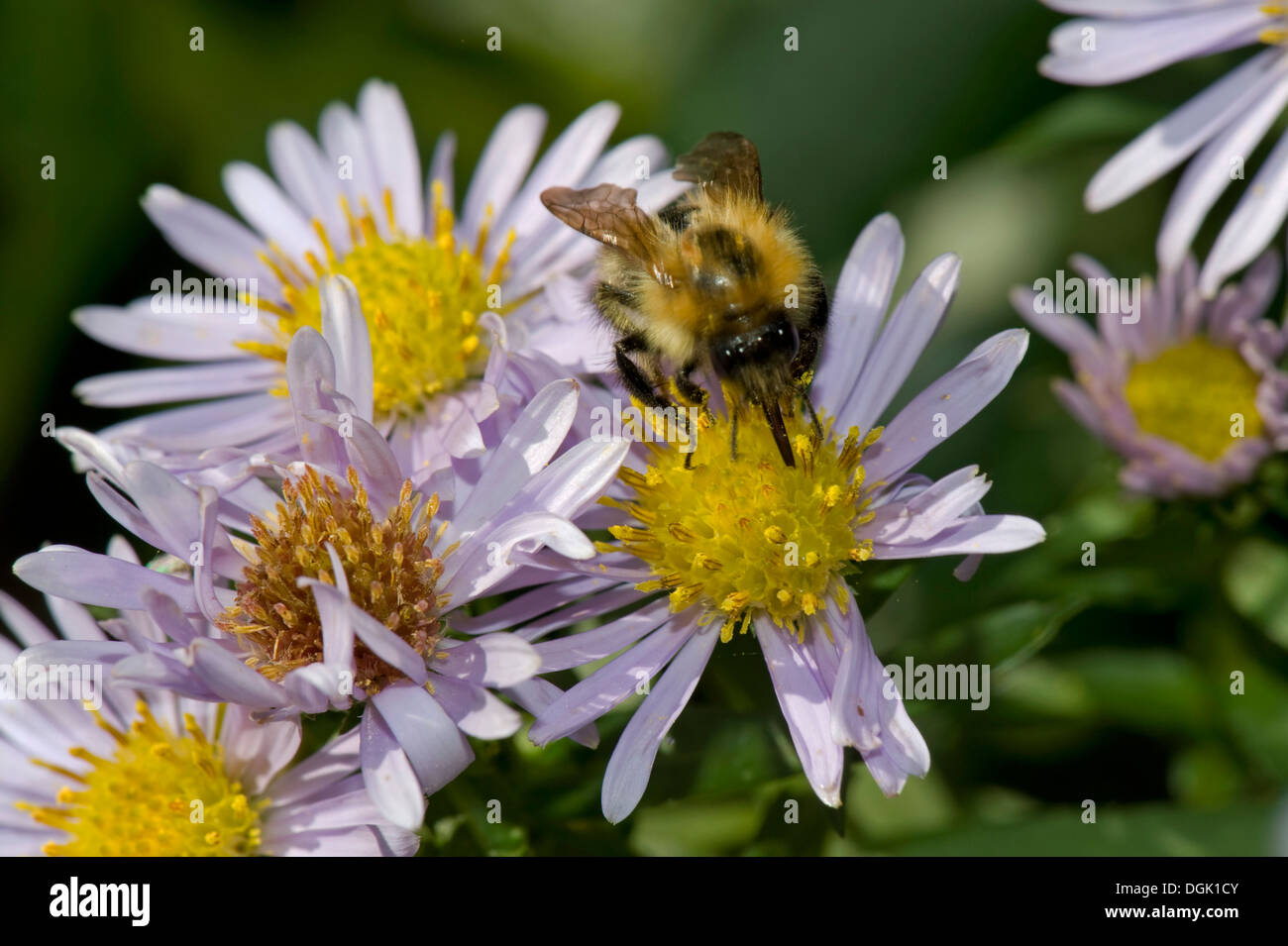 Una carda comune bee, Bombus pascuorum, raccogliendo il nettare da un michaelmas daisy, Aster, fiore in una bella giornata d'autunno Foto Stock