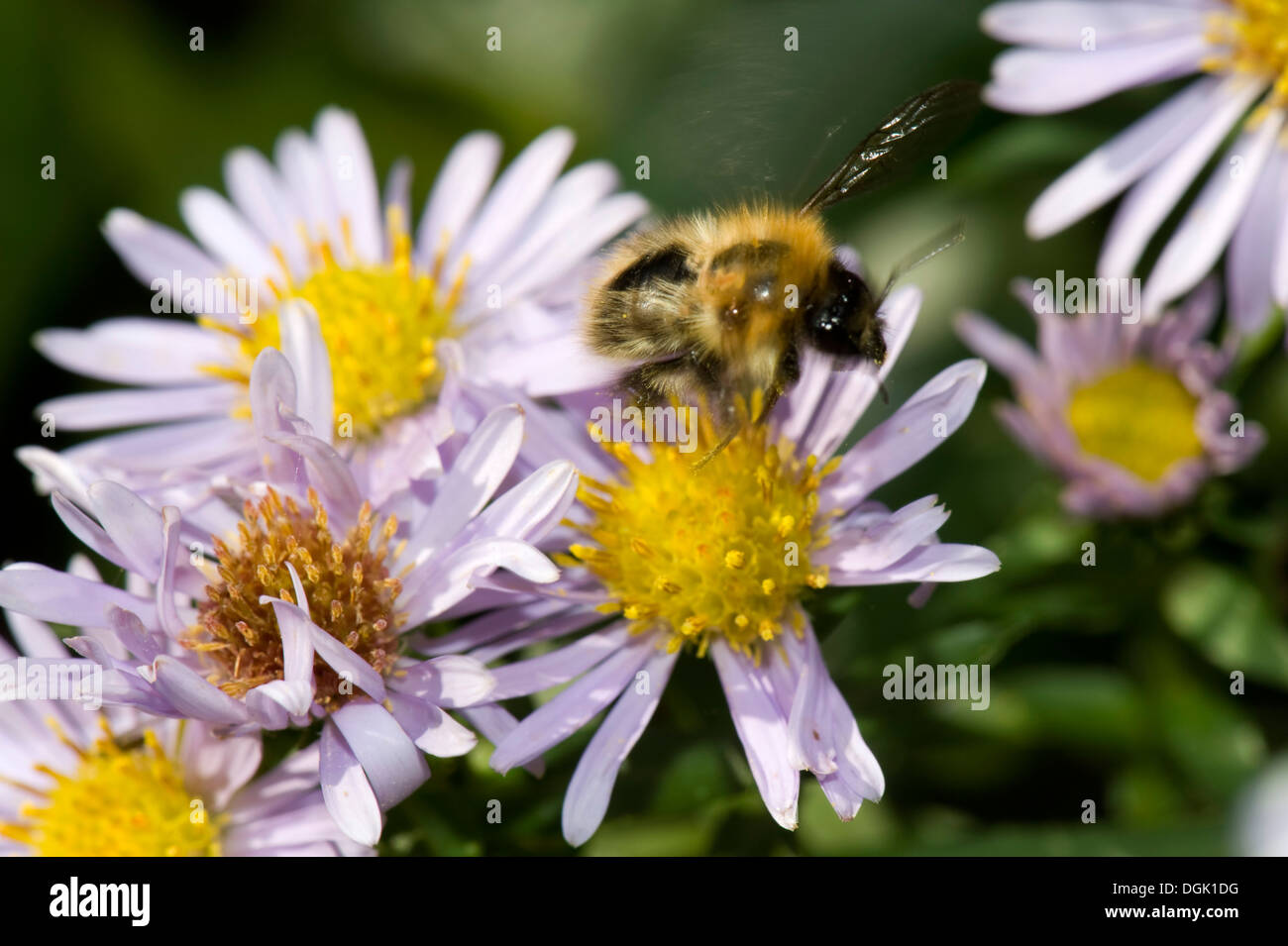 Una carda comune bee, Bombus pascuorum, di prendere il volo da un michaelmas daisy, Aster, fiore in una bella giornata d'autunno Foto Stock
