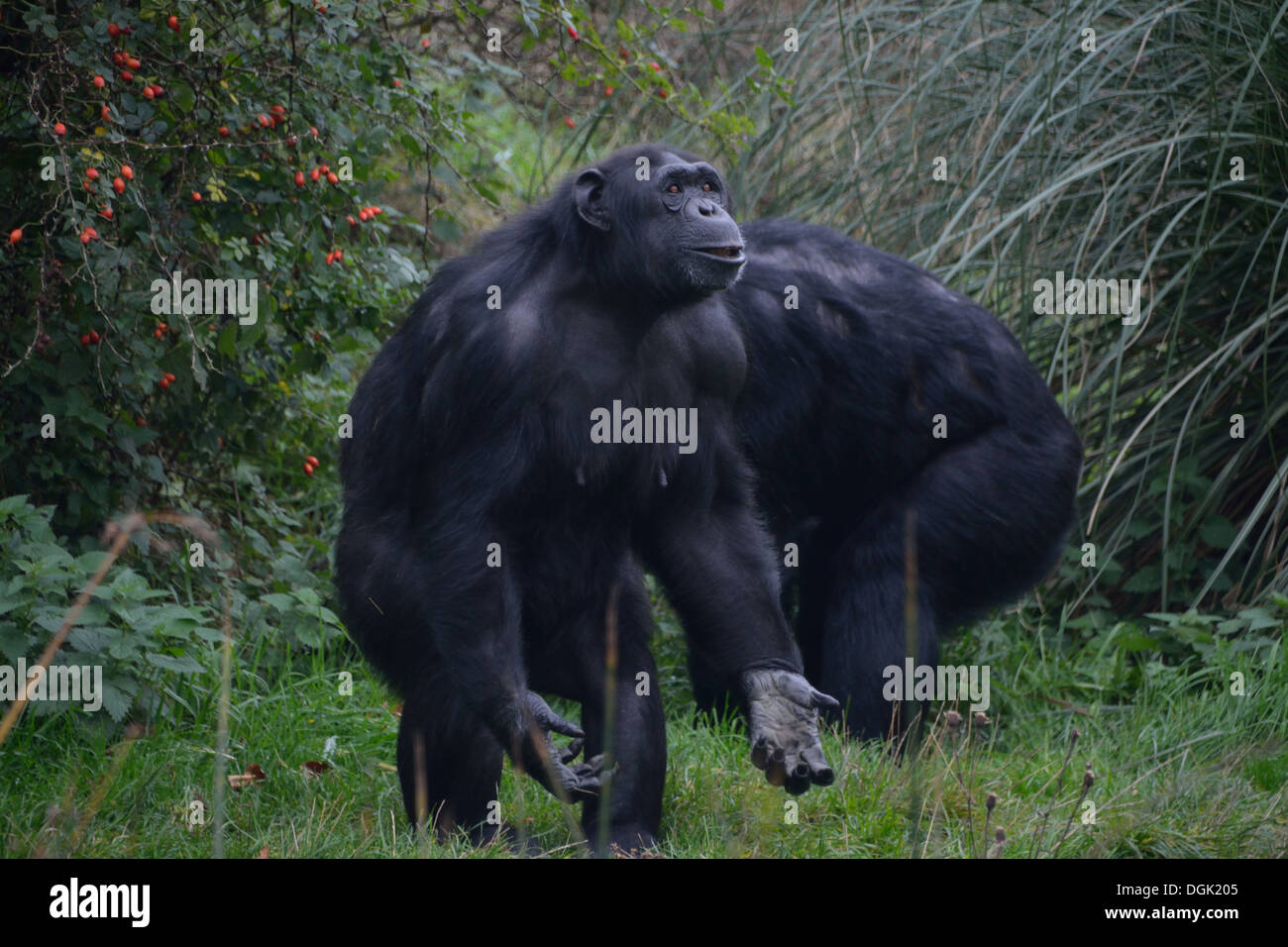 Uno scimpanzé in trepidante attesa per le uve ad essere gettato dal depositario a ZSL Whipsnade Zoo, UK. Foto Stock