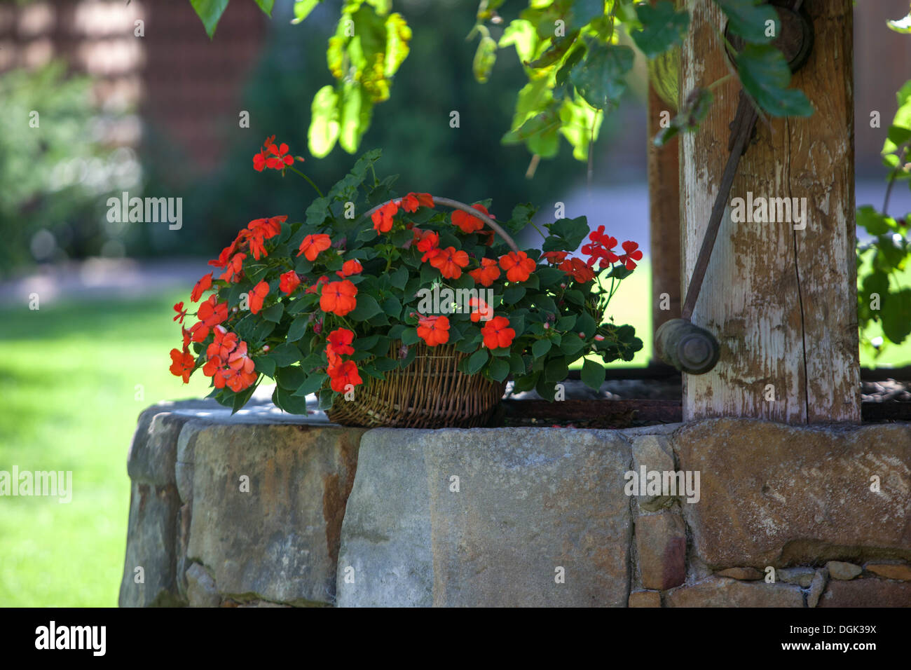 Fiori rossi in vaso Repubblica Ceca, Europa Foto Stock