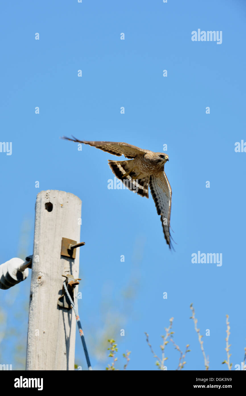 Ampia falco alato (Buteo platypterus), maggiore Sudbury, Ontario, Canada Foto Stock