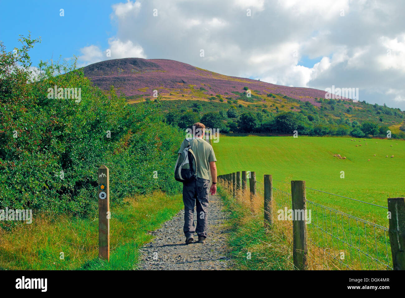 Caucasain uomo a camminare il St Cuthbert's Way verso il Eildon Hills, frontiere, Scotland, Regno Unito modello rilasciato Foto Stock