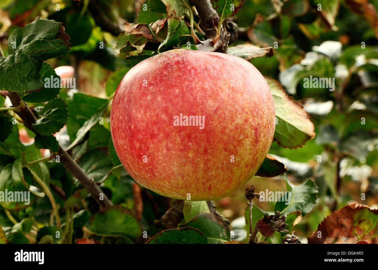 Apple 'Howgate Wonder', malus domestica mele varietà varietà crescente su albero Foto Stock