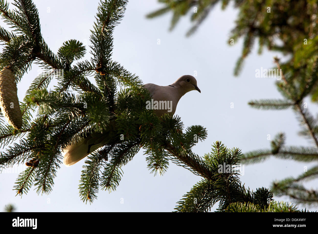 Colavale eurasiatico su una filiale Repubblica Ceca, Europa Streptopelia decaocto uccello su albero Foto Stock
