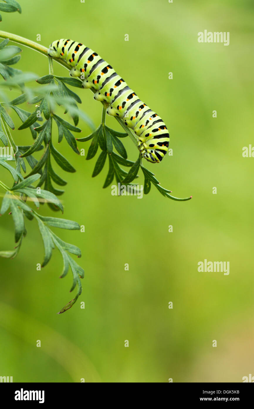 A coda di rondine caterpillar a farfalla sul latte prezzemolo Norfolk Broads, Inghilterra. Foto Stock