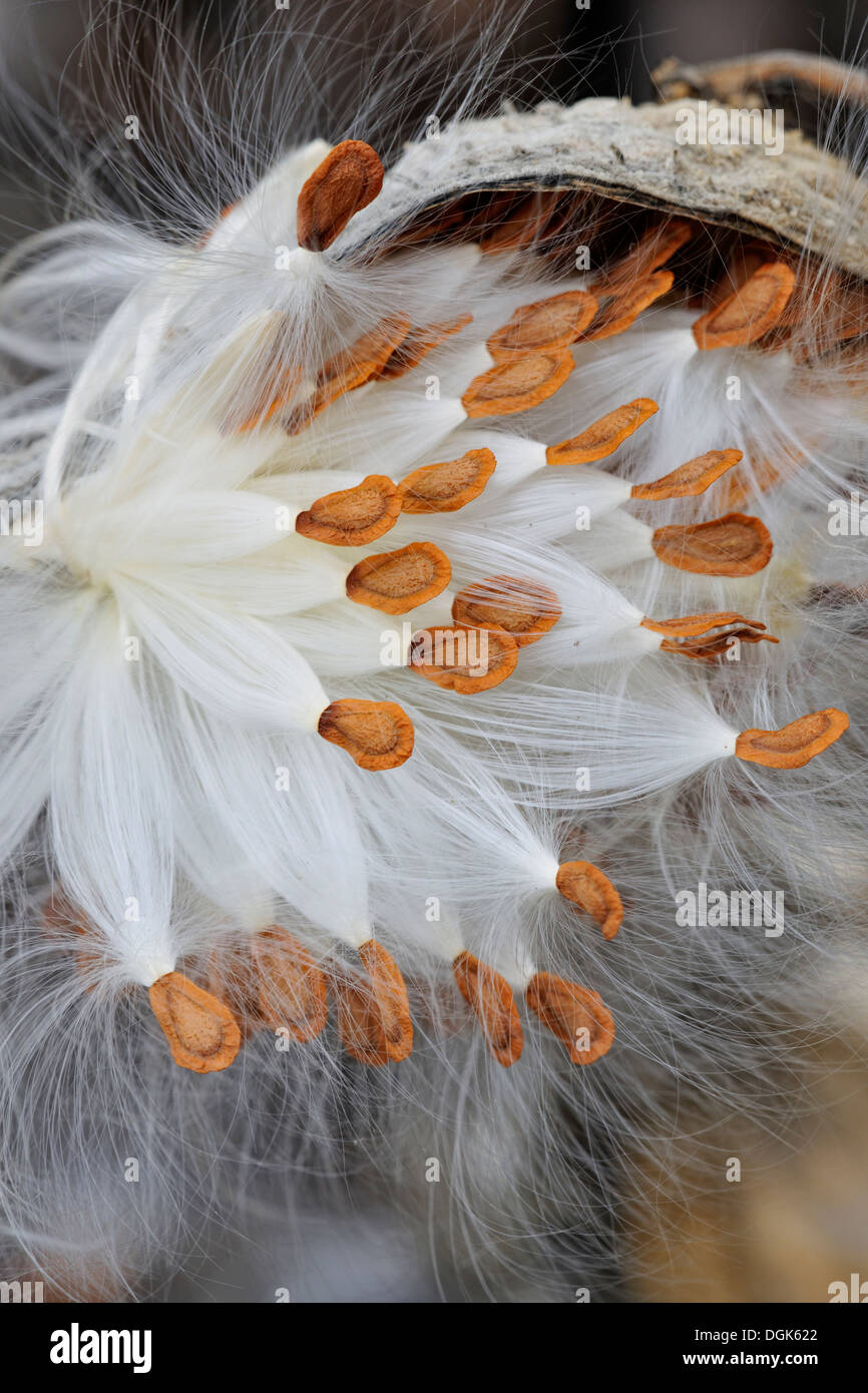 Milkweed comune (Asclepias syriaca) sementi di rottura maggiore pod Sudbury, Ontario, Canada Foto Stock