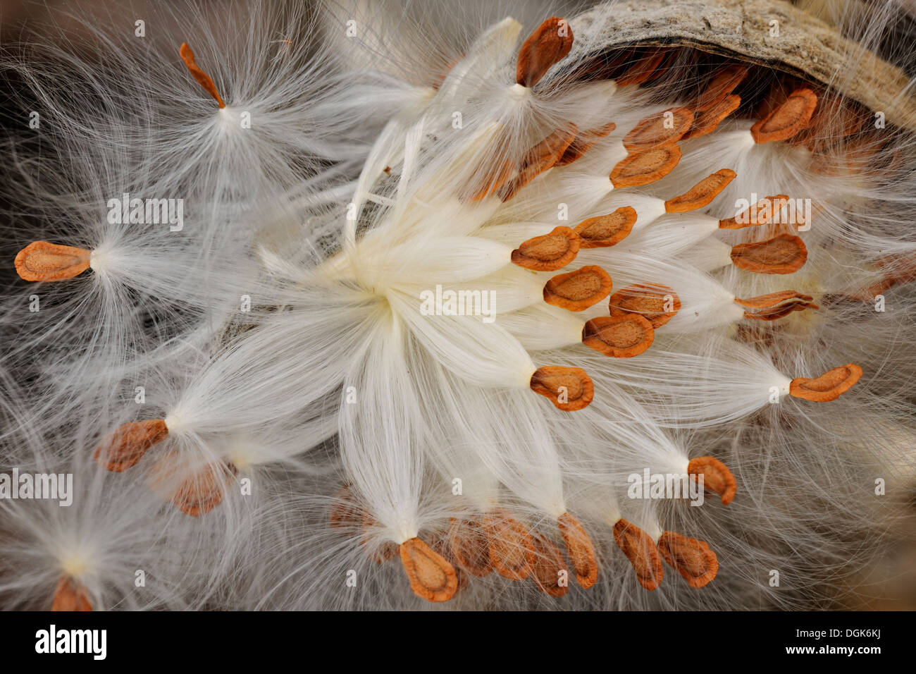 Milkweed comune (Asclepias syriaca) sementi di rottura maggiore pod Sudbury, Ontario, Canada Foto Stock