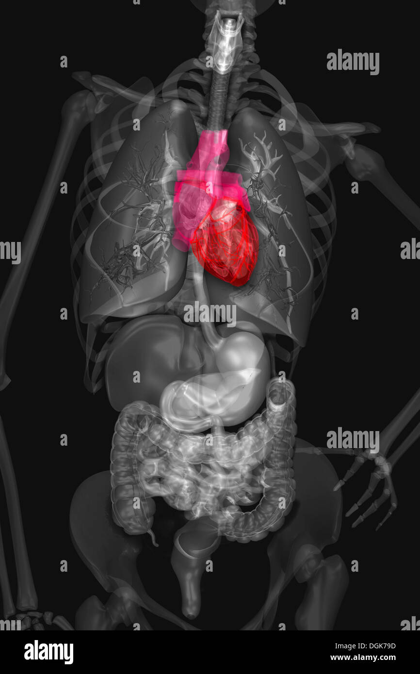 Interno di anatomia umana e di sistemi di organi Foto Stock