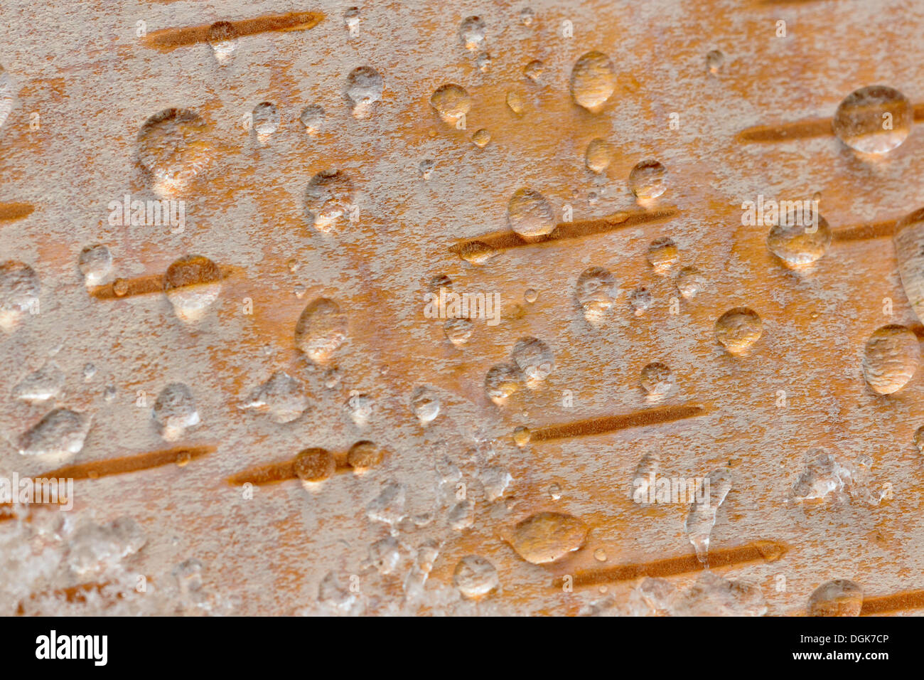 Bianco (Betulla Betula papyrifera) Closeup della corteccia con fusione della neve di gocce di acqua Ontario Canada Foto Stock