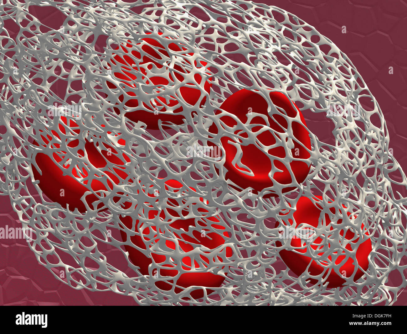 I globuli rossi umani entro un reticolo di fibrina Foto Stock