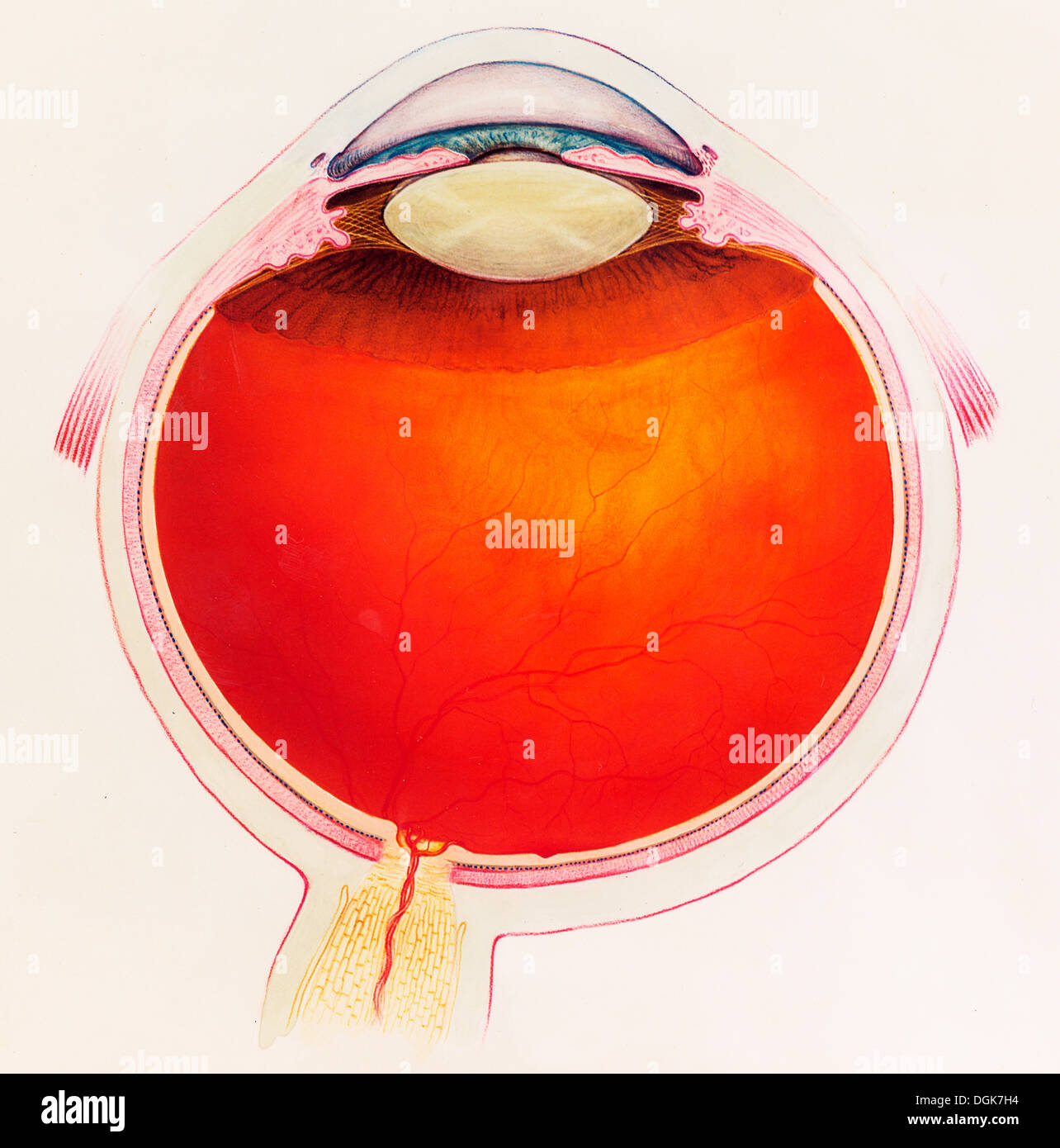 Sezione trasversale schematica dell'occhio umano Foto Stock