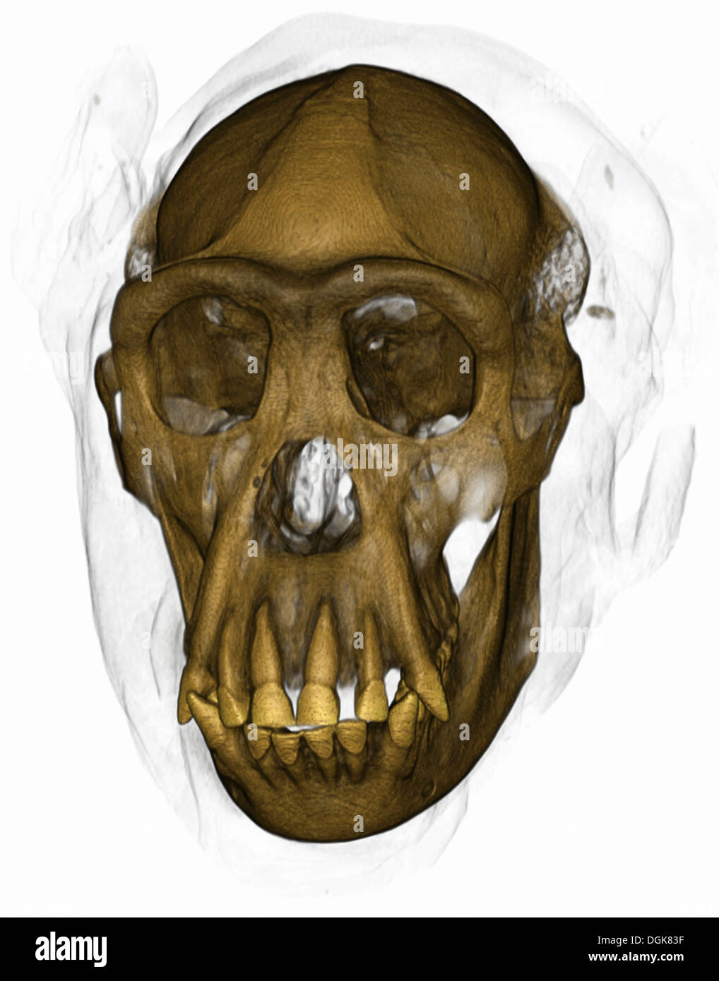 Colorato la scansione TC di un cranio di scimpanzé Foto Stock