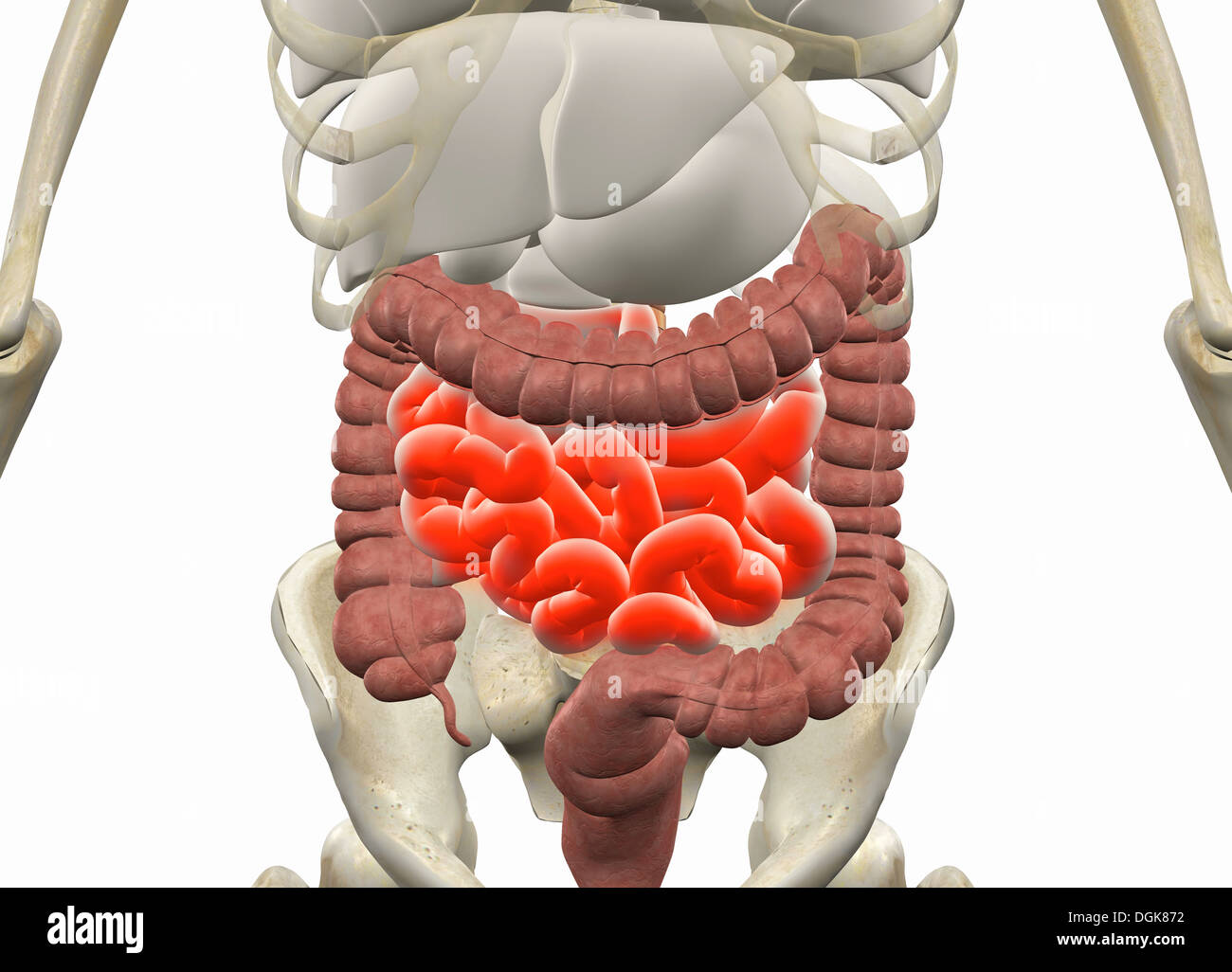 Interno di anatomia umana e di sistemi di organi Foto Stock