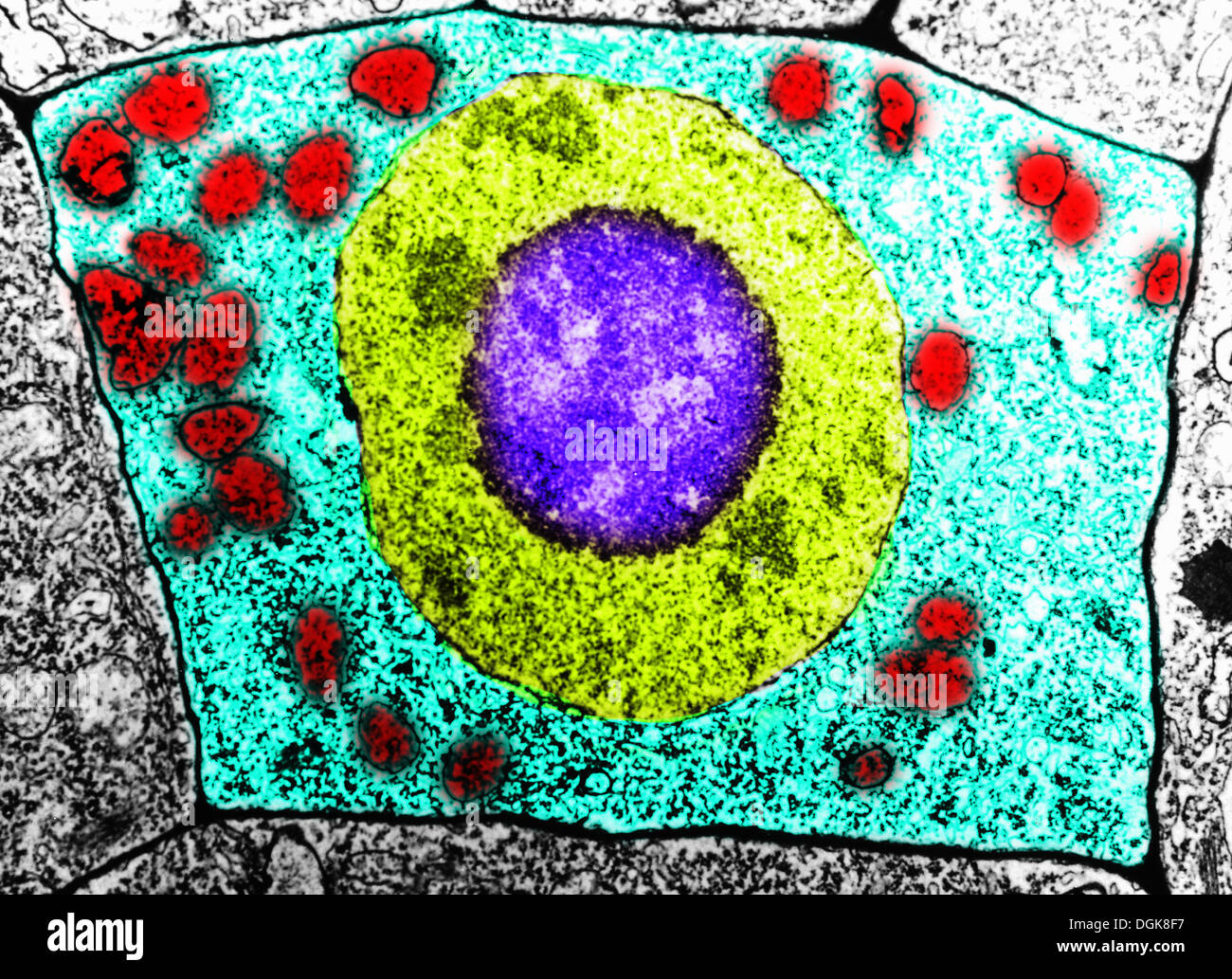 Microscopio elettronico a trasmissione di una cella Foto Stock