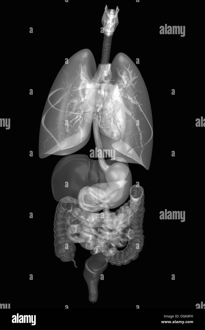 Interno di anatomia umana e di sistemi di organi Foto Stock