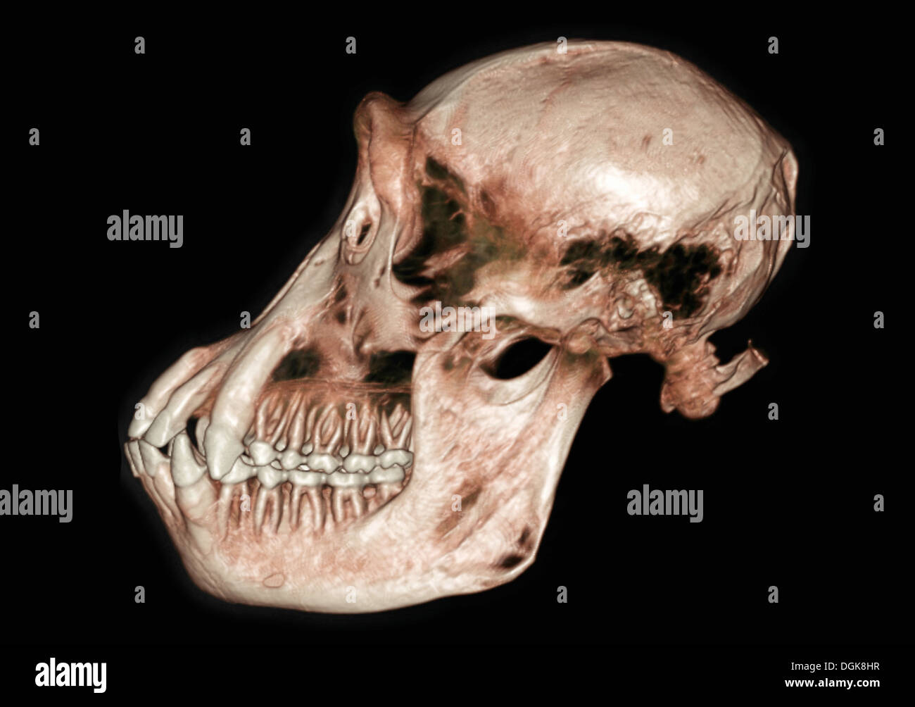 Colorato la scansione TC di un cranio di scimpanzé Foto Stock